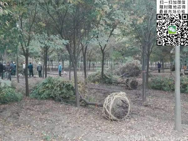 大規格櫸樹 大規格櫸樹