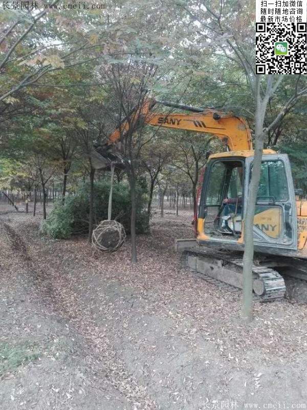 沭陽大櫸樹 沭陽大櫸樹