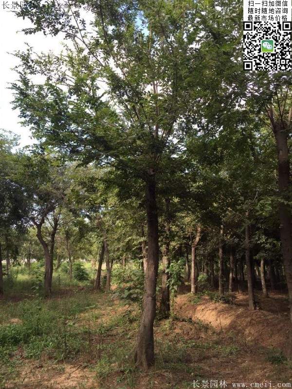 沭陽大櫸樹 沭陽大櫸樹