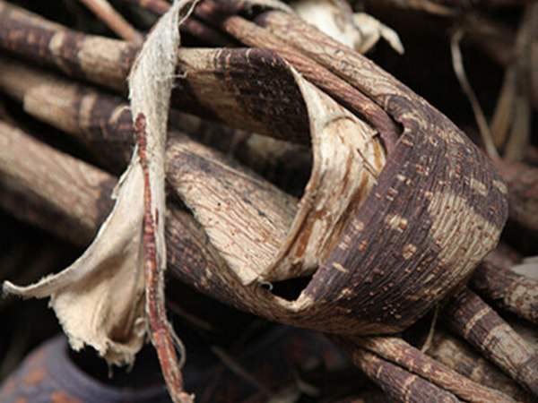 構(gòu)樹(shù)皮