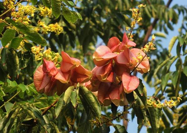 復羽葉欒樹 復羽葉欒樹