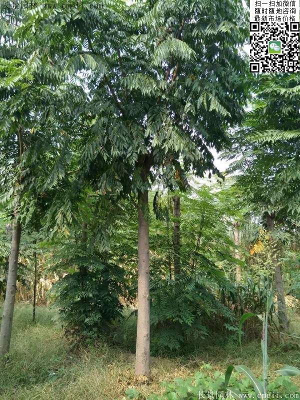 黃山欒樹 黃山欒樹