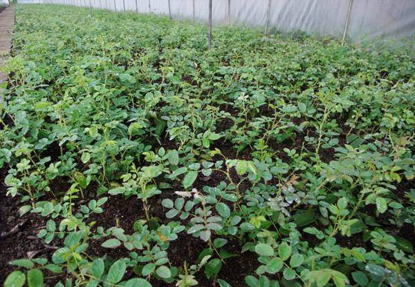 玫瑰整形 玫瑰整形