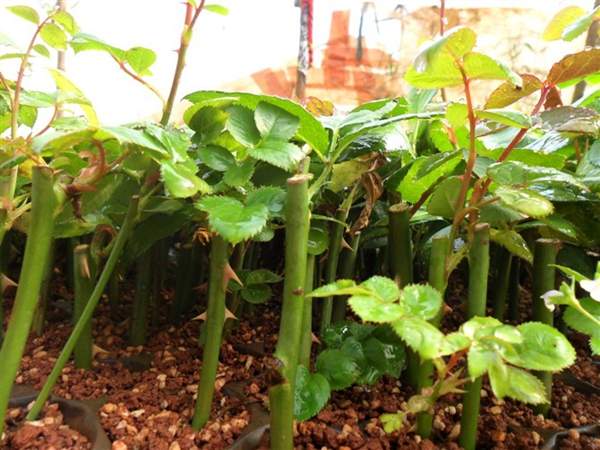 玫瑰花修剪 玫瑰花修剪