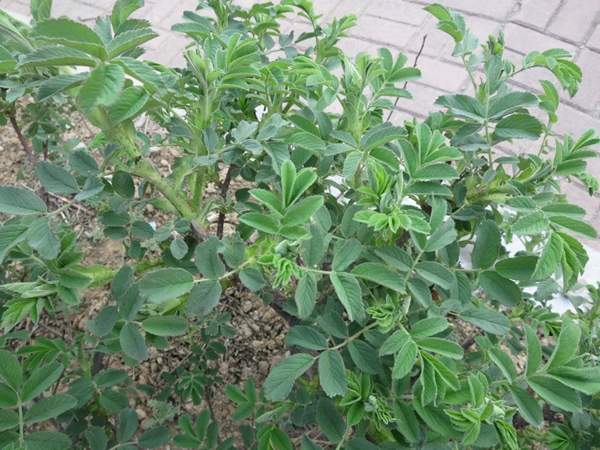 沭陽玫瑰基地 沭陽玫瑰基地