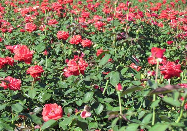 沭陽玫瑰基地 沭陽玫瑰基地