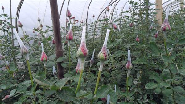 沭陽玫瑰基地 沭陽玫瑰基地