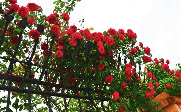 沭陽玫瑰基地 沭陽玫瑰基地