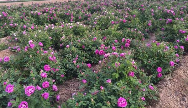 玫瑰基地 玫瑰基地