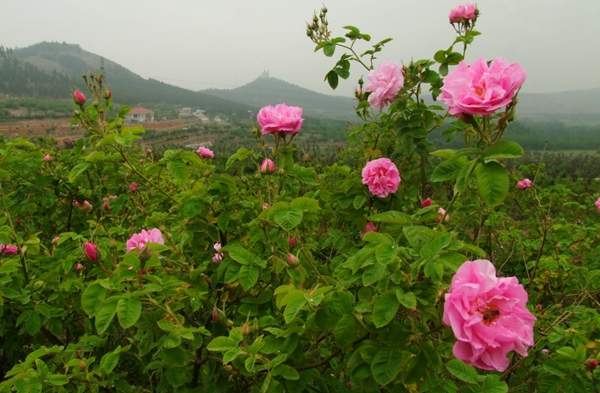 玫瑰供應 玫瑰供應