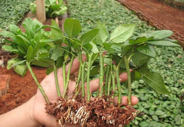 玫瑰供應 玫瑰供應