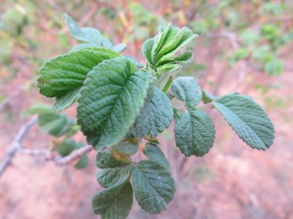 玫瑰供應 玫瑰供應