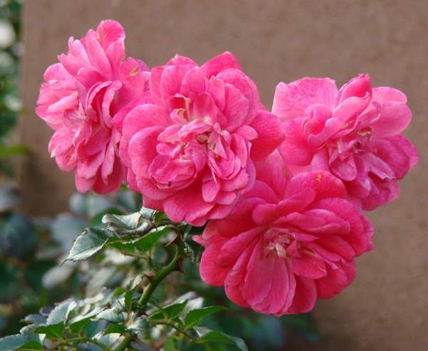 玫瑰供應 玫瑰供應