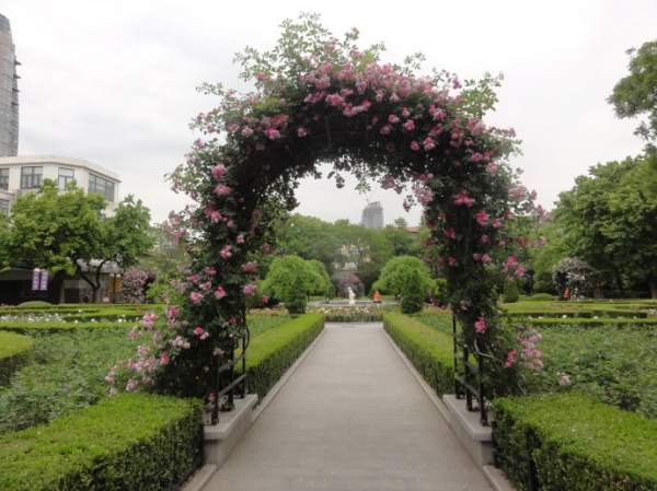 玫瑰供應 玫瑰供應