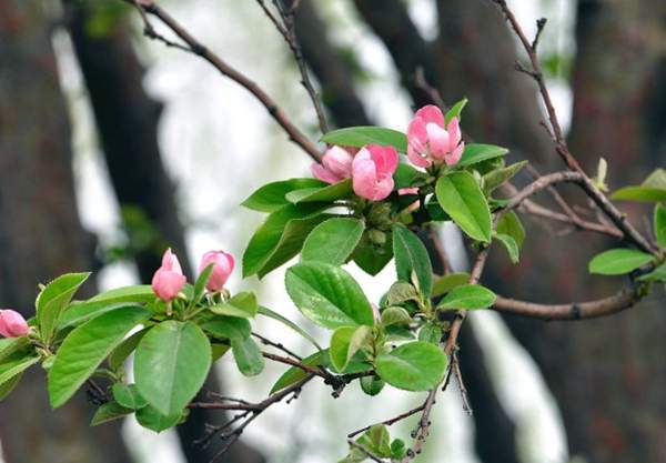 木瓜樹的價值 木瓜樹的價值