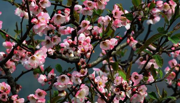 3公分木瓜樹(shù)