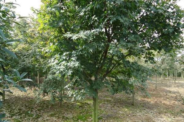 沭陽青楓樹的價(jià)格