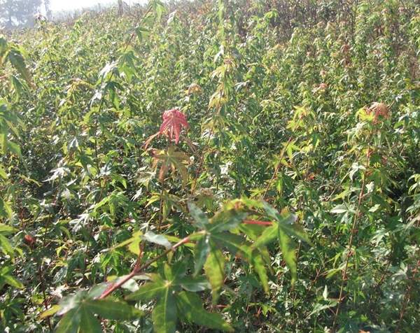 青楓樹銷售 青楓樹銷售