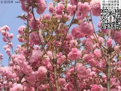 早櫻、晚櫻都是櫻，但你知道那款櫻花是最被看