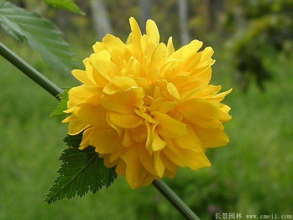 沭陽棣棠苗 沭陽棣棠苗