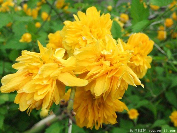 沭陽棣棠價格 沭陽棣棠價格