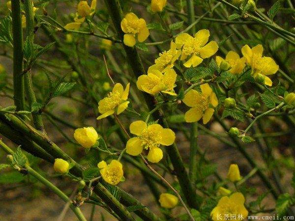 1.2米棣棠 1.2米棣棠