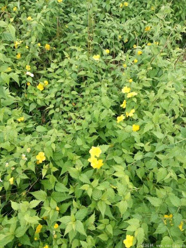 沭陽棣棠花 沭陽棣棠花