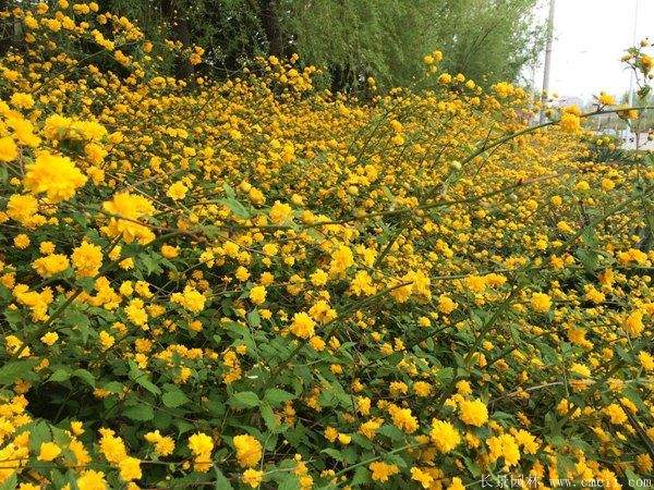 沭陽棣棠花 沭陽棣棠花