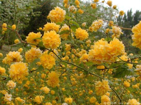 沭陽棣棠花 沭陽棣棠花