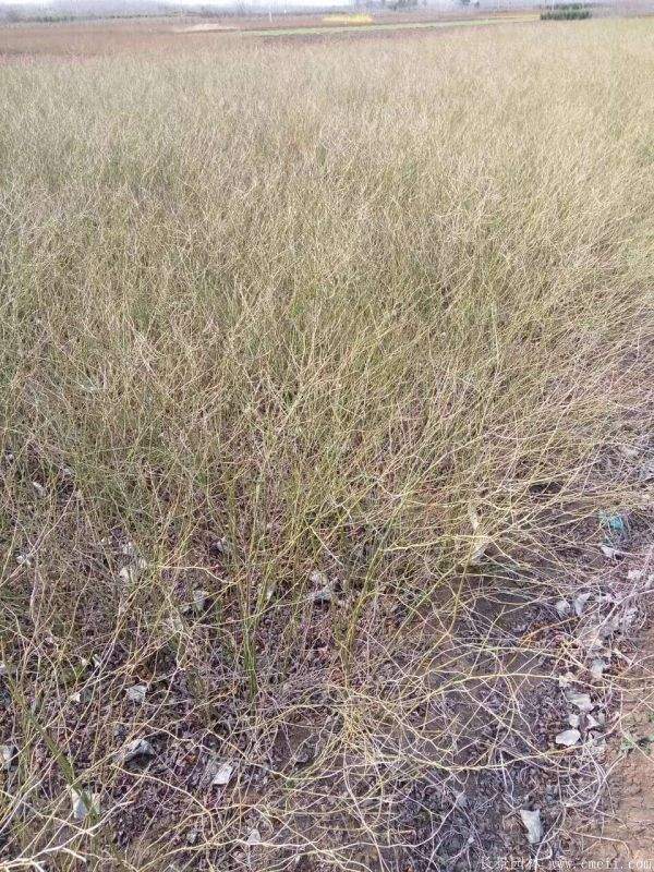 棣棠花產(chǎn)地 棣棠花產(chǎn)地