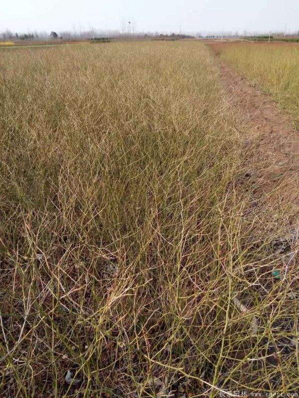 棣棠花產(chǎn)地 棣棠花產(chǎn)地