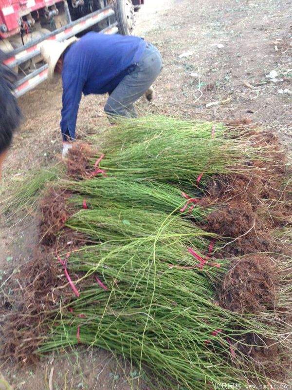 棣棠花多少錢 棣棠花多少錢