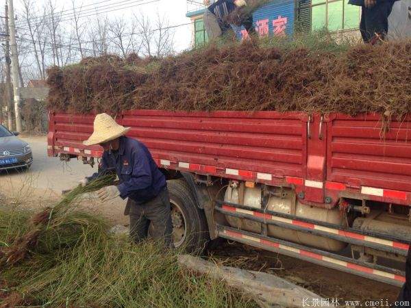 棣棠花多少錢 棣棠花多少錢