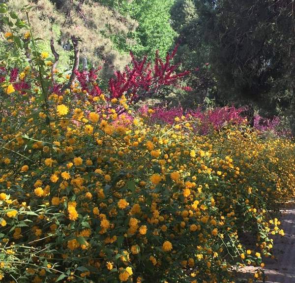 走道邊的棣棠花 走道邊的棣棠花