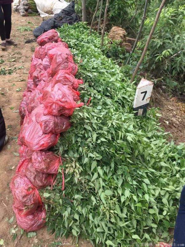 沭陽(yáng)棣棠花 沭陽(yáng)棣棠花