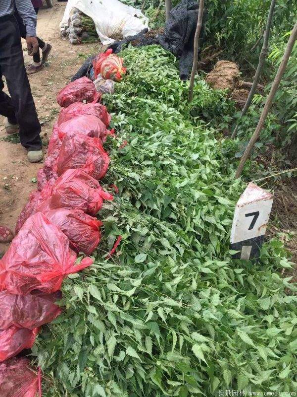 沭陽(yáng)棣棠花 沭陽(yáng)棣棠花