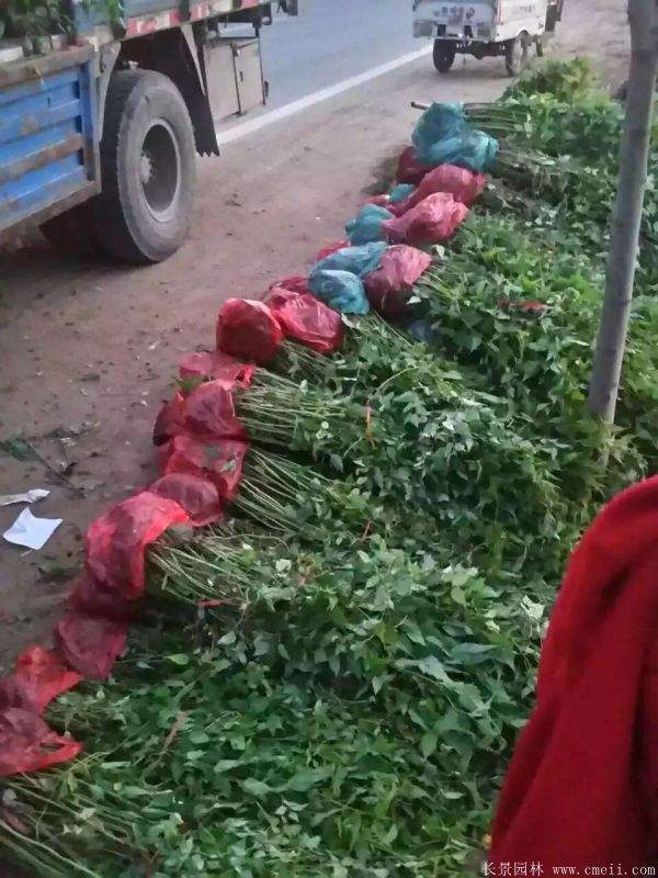 沭陽(yáng)棣棠花 沭陽(yáng)棣棠花