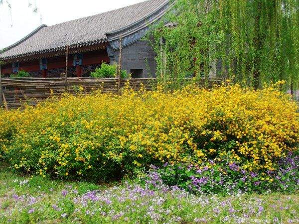 沭陽(yáng)棣棠花 沭陽(yáng)棣棠花