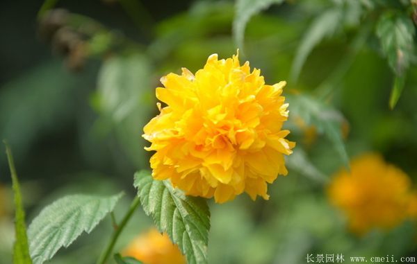 沭陽(yáng)棣棠花 沭陽(yáng)棣棠花