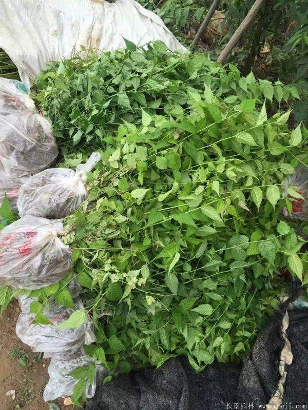 江蘇棣棠花價(jià)格 江蘇棣棠花價(jià)格