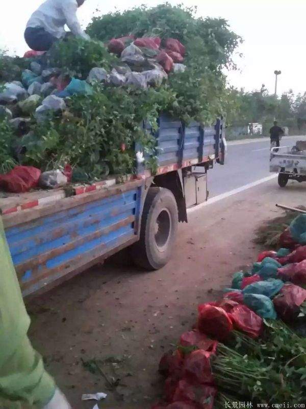 江蘇棣棠花價(jià)格 江蘇棣棠花價(jià)格