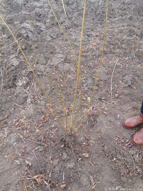 沭陽棣棠花 沭陽棣棠花