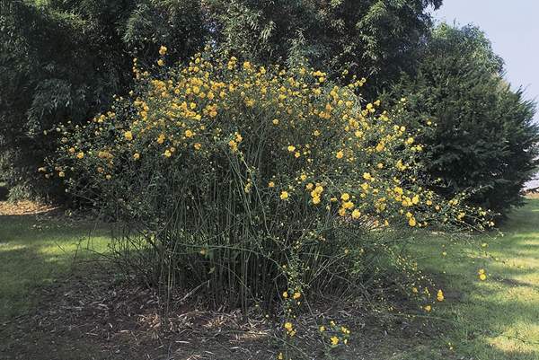 2016沭陽的棣棠價格 2016沭陽的棣棠價格