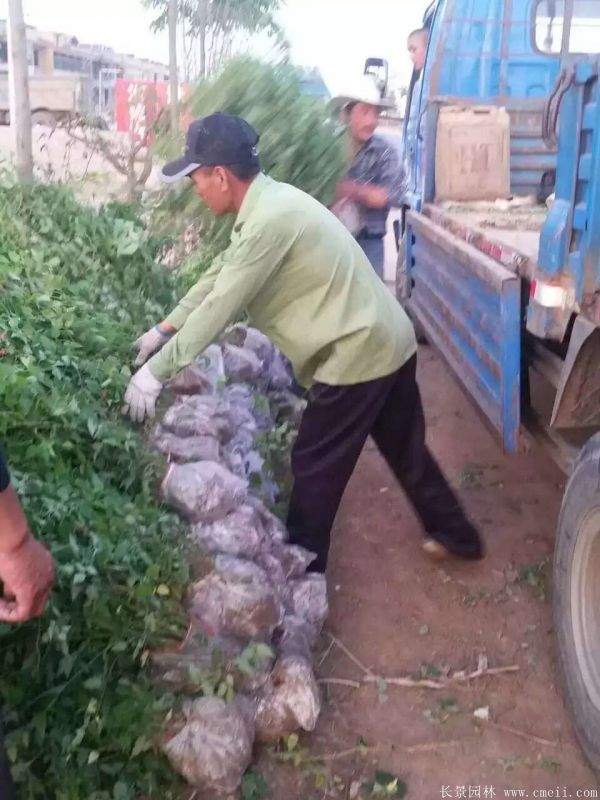 優(yōu)質(zhì)精品棣棠花 優(yōu)質(zhì)精品棣棠花