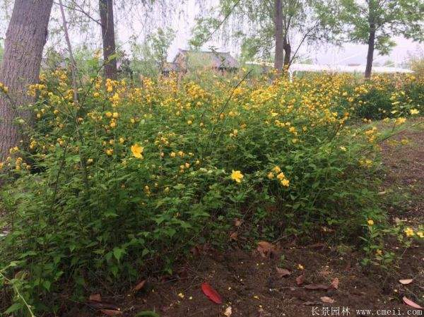 優(yōu)質(zhì)精品棣棠花 優(yōu)質(zhì)精品棣棠花