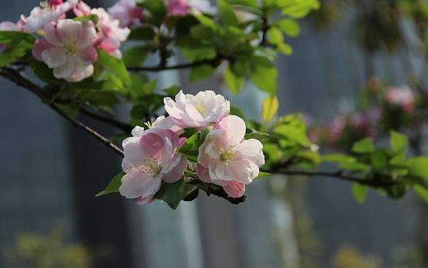 重瓣的棠棣 重瓣的棠棣