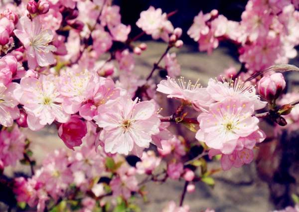 重瓣棠棣 重瓣棠棣