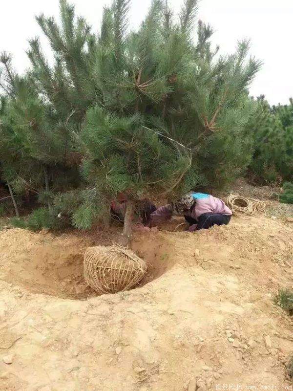 沭陽的黑松樹 沭陽的黑松樹