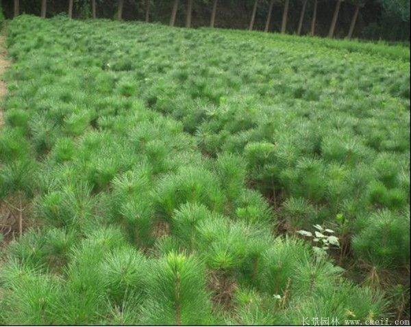 優質黑松樹 優質黑松樹