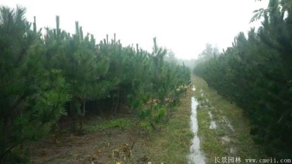 優質黑松樹 優質黑松樹